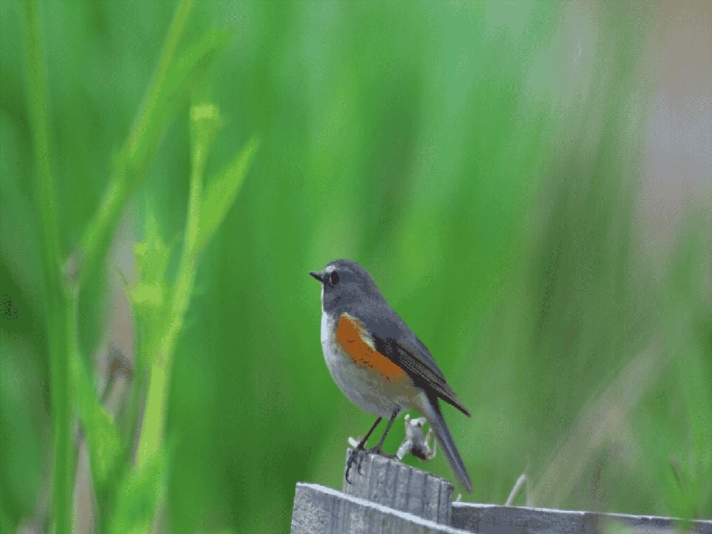 <strong>试管移植试纸浅色（试管5周孕酮29）</strong>