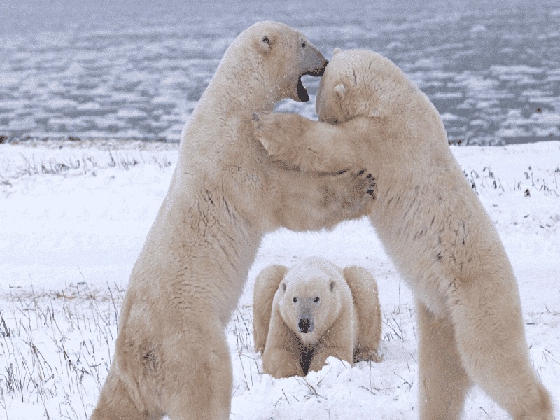 北京试管做几代好,2024年北京试管婴儿怎么生存（小孩试管促排）